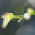 Holly Leaf